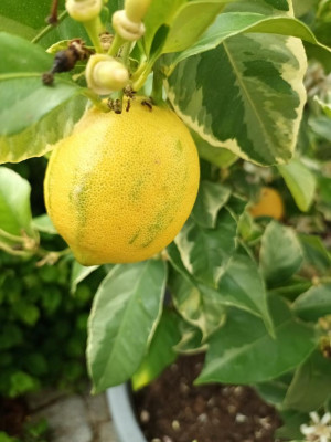 Bittner Garten- und Grabpflege