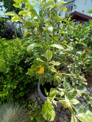 Bittner Garten- und Grabpflege